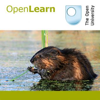 Studying mammals: chisellers - for iBooks