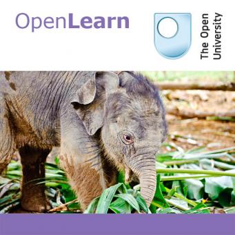 Studying mammals: plant predators - for iBooks